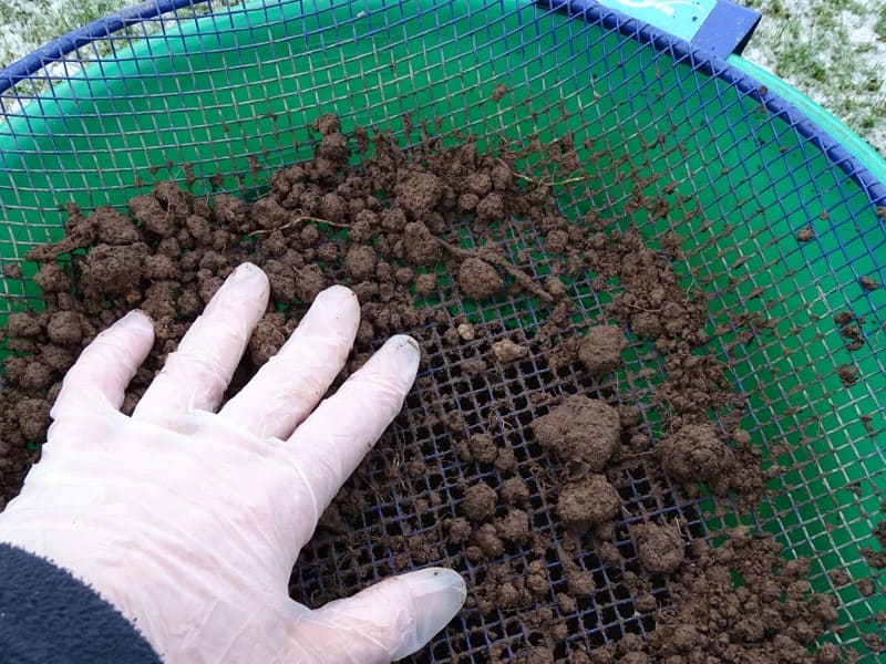 Trage Handschuhe beim Sieben der Maulwurfserde.