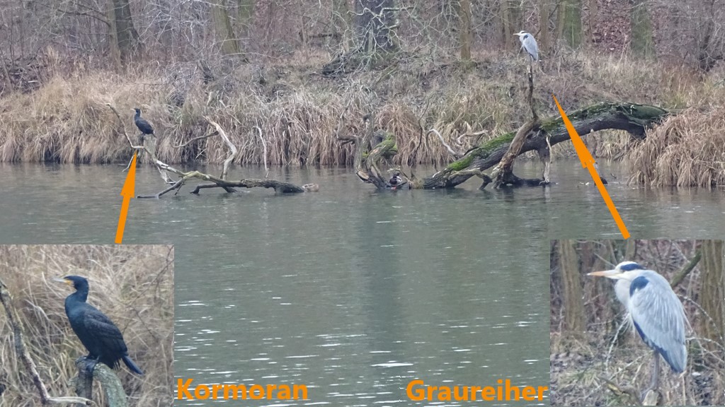 Kormorane und Graaureiher verraten dir oft die Standorte der Friedfische im Winter.