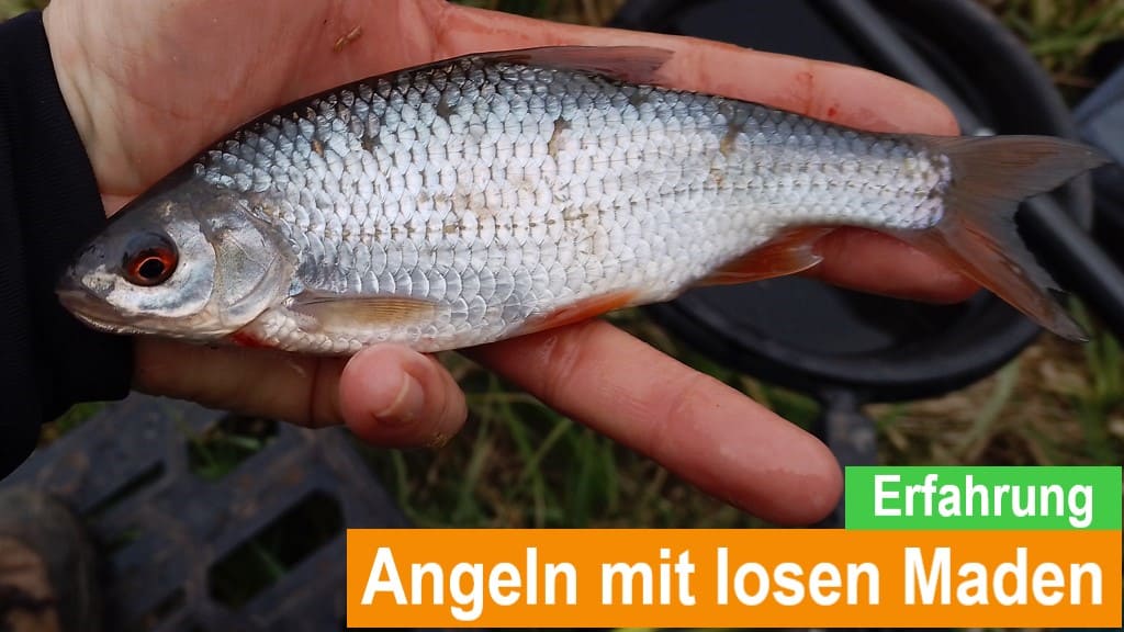 Read more about the article Angeln mit losen Maden