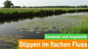 Read more about the article Stippen im flachen Fluss