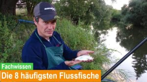 Read more about the article Die 8 häufigsten Flussfische