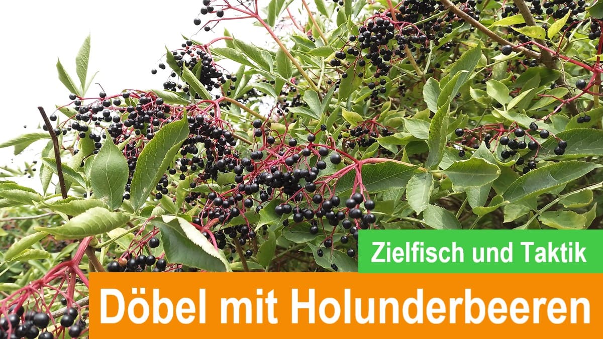 Read more about the article Döbel mit Holunderbeeren