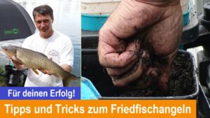 Read more about the article Tipps und Tricks zum Friedfischangeln