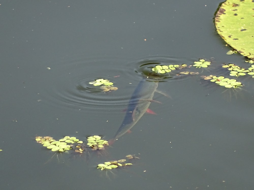 Rotfeder bei der Nahrungsaufnahme an der Wasseroberfläche