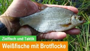 Read more about the article Weißfische mit Brotflocke