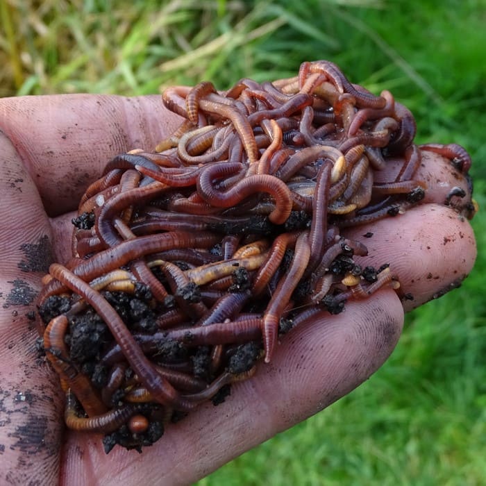 Kompostwürmer zum Angeln